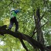 kletterwald 2017 20181031