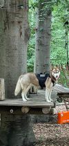kletterwald 2022
