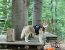kletterwald 2022