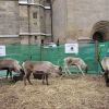 weihnachtsmarkt 2010 20181026