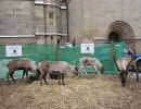 weihnachtsmarkt 2010 20181026
